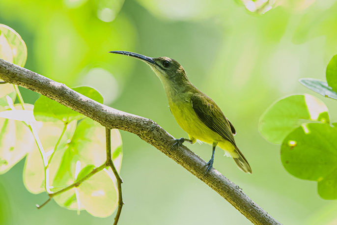 Chim bắp chuối mỏ dài (Arachnothera longirostra)